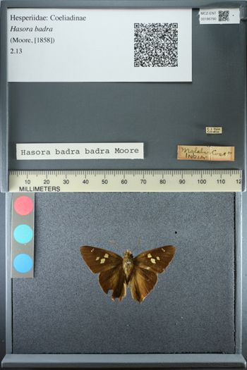 Media type: image;   Entomology 186790